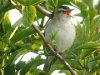 Sedge Warbler at Two Tree Island (East) (Steve Arlow) (71273 bytes)